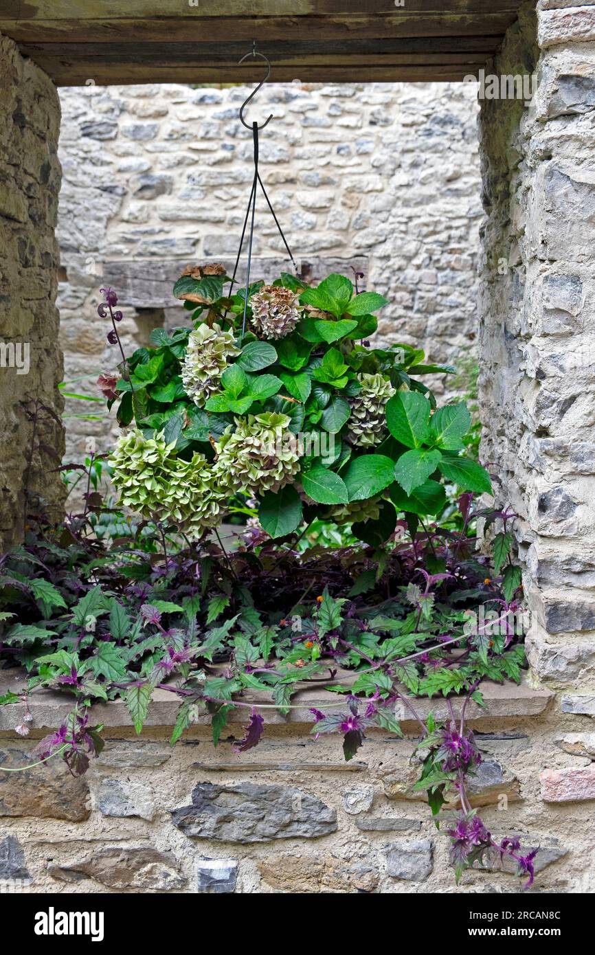 Tropical plants hydrangea plant in hanging basket and Gynura Aurantiaca  in stone wall at the Ninfarium at Aberglasney Garden Wales UK KATHY DEWITT Stock Photo