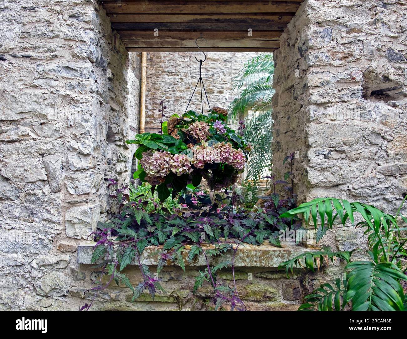 Tropical plants hydrangea plant in hanging basket and Gynura Aurantiaca  in stone wall at the Ninfarium at Aberglasney Garden Wales UK KATHY DEWITT Stock Photo