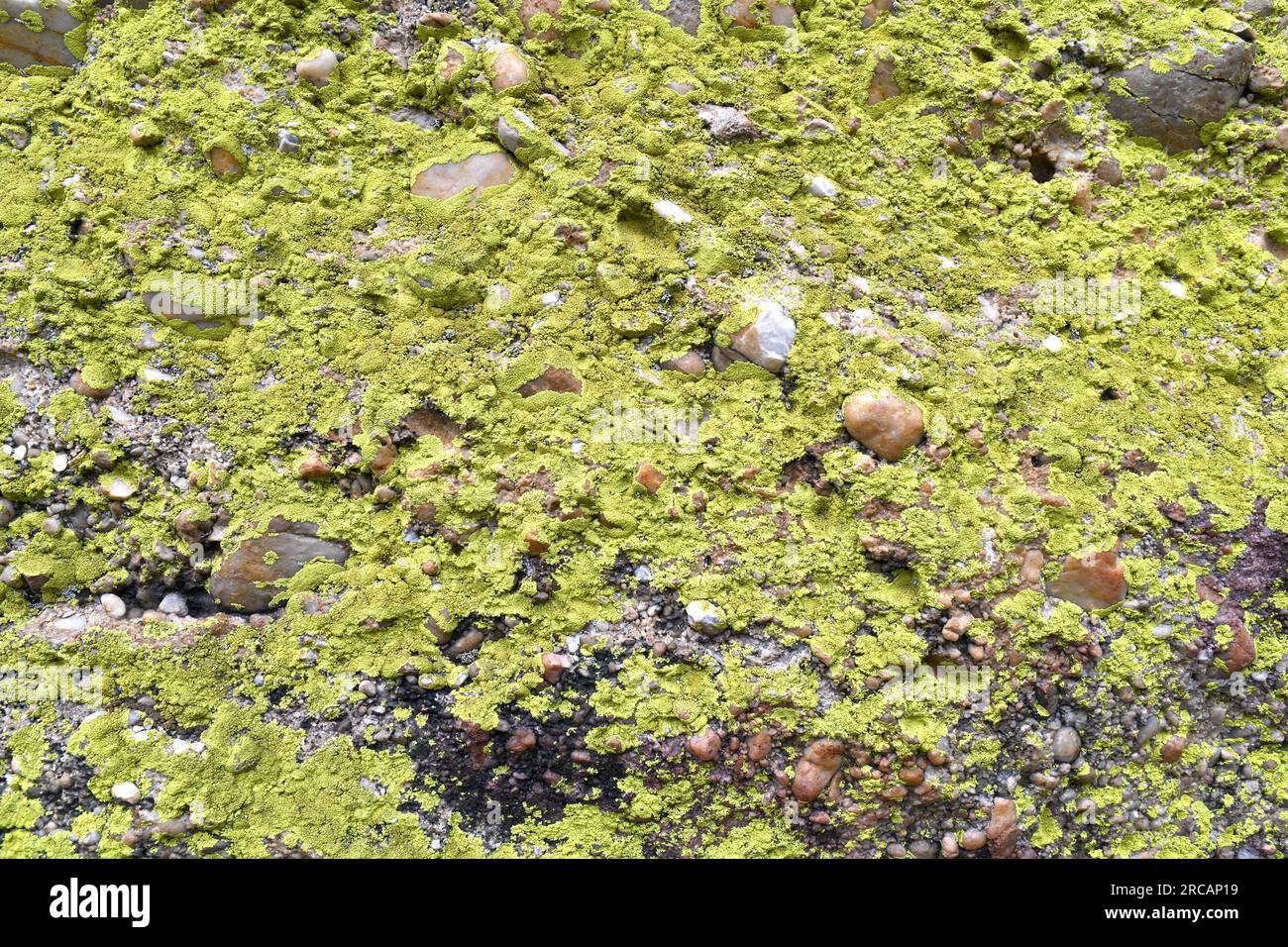 Acarospora hilaris is a crustose lichen that grows on vertical siliceous walls. This photo was taken in Castroviejo, Duruelo de la Sierra, Soria, Cast Stock Photo