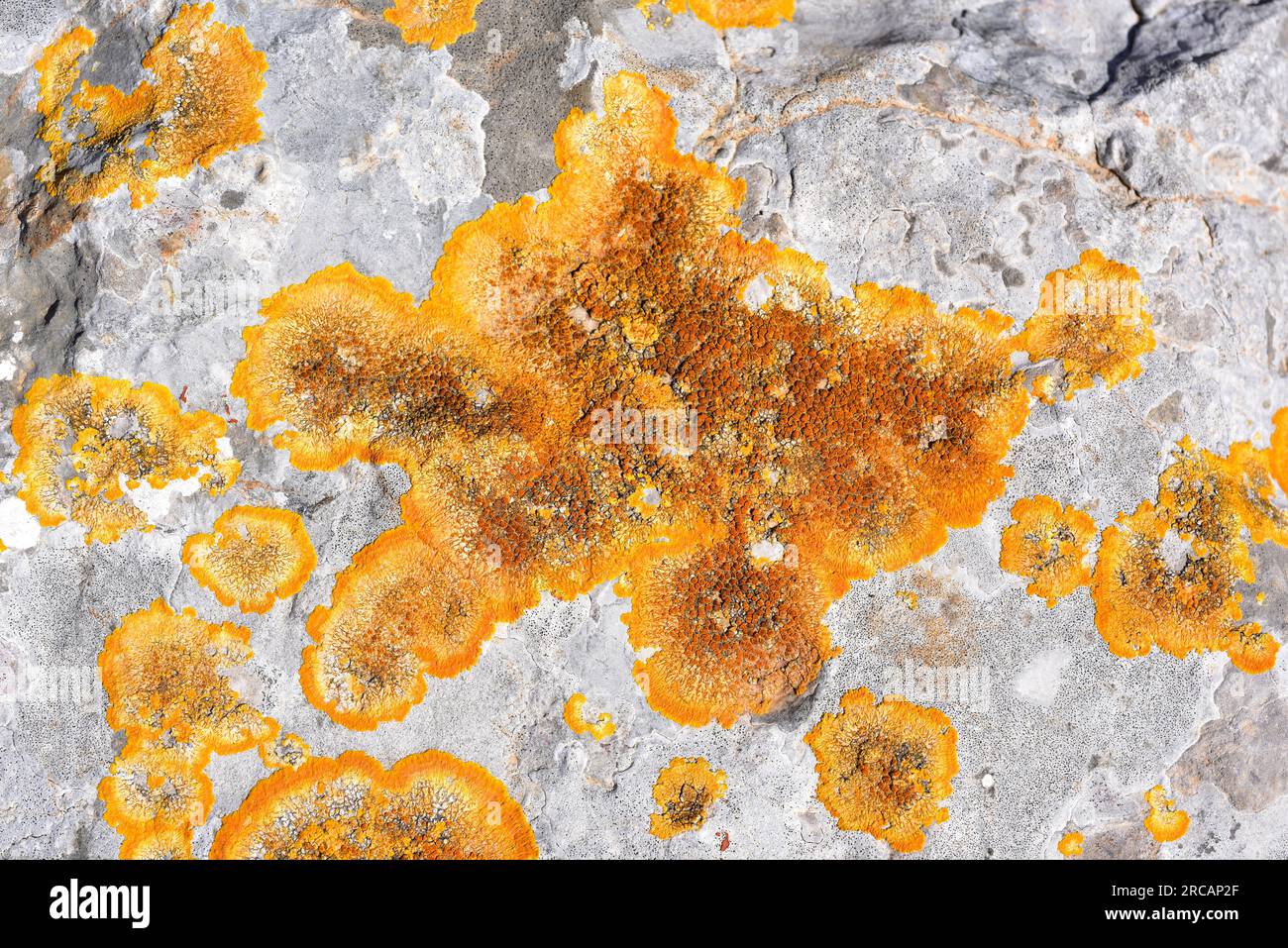 Caloplaca aurantia is a crustose lichen native to Mediterranean region ...