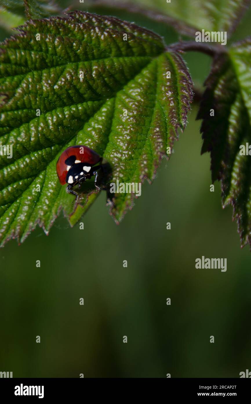 insect red ladybug looks straight on fresh green leaf in summer Stock ...