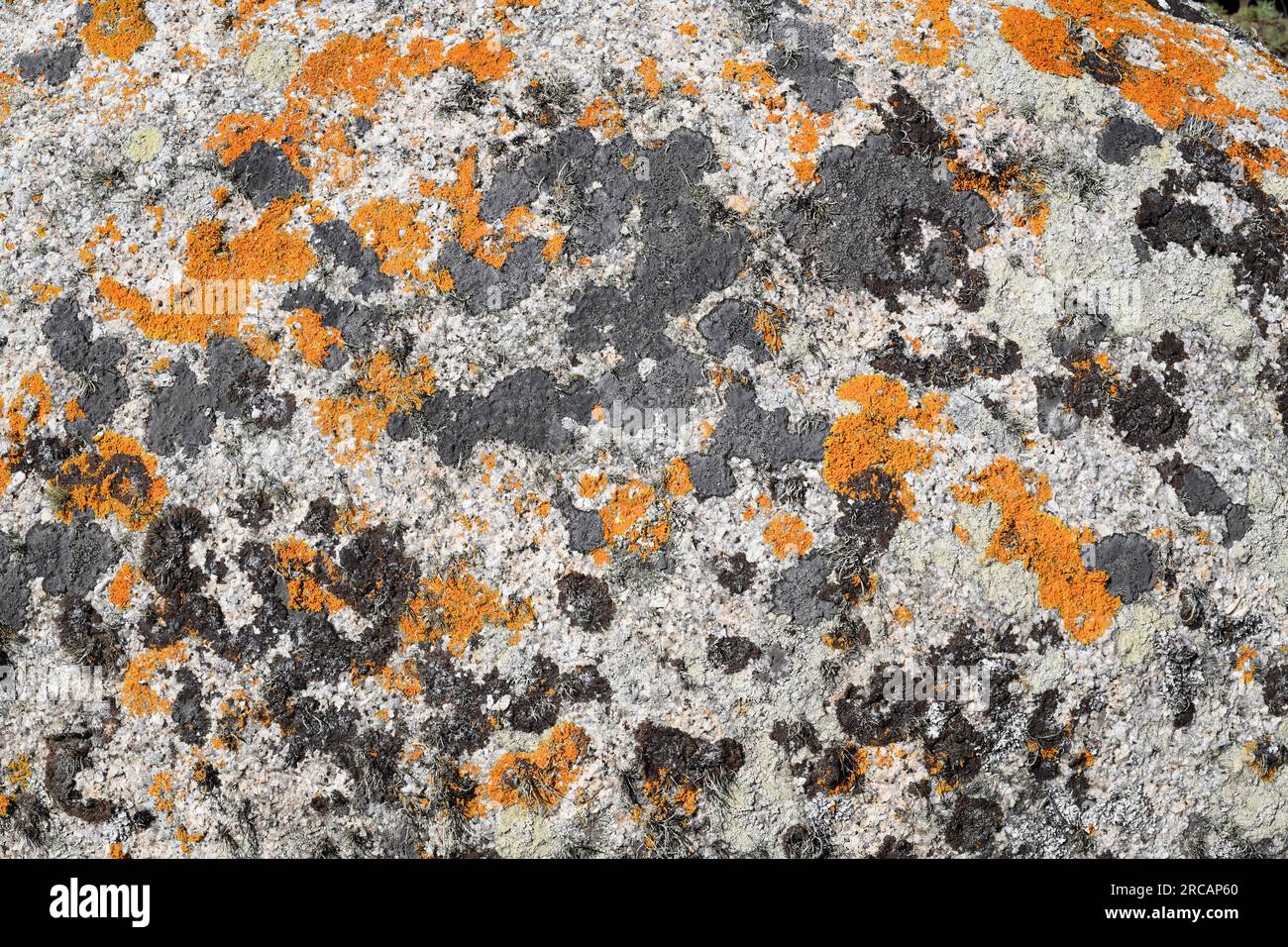 Lichens crustoses Caloplaca (orange), Verrucaria (black) and fruticose Ramalina. This photo was taken in A Coruña coast, Galicia, Spain. Stock Photo