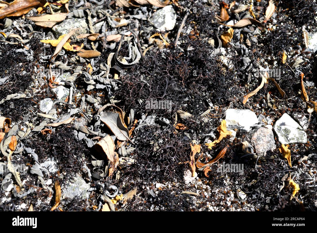 Cetraria aculeata is a fruticose lichen. This photo was taken in Las Villuercas, Cáceres, Extremadura, Spain. Stock Photo