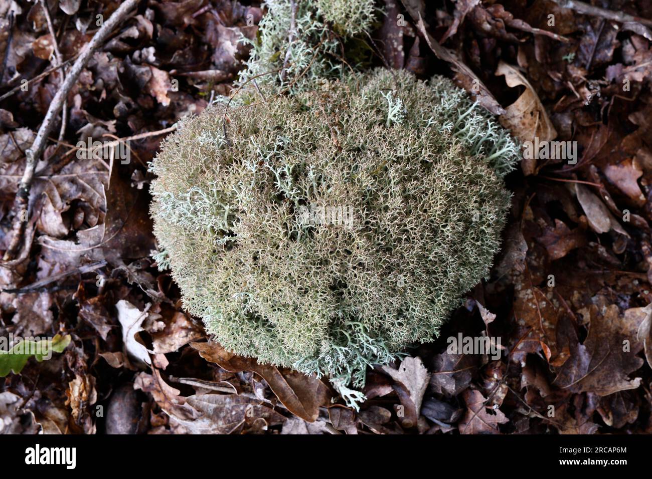 Cladonia arbuscula is a fruticose lichen. This photo was taken in Ínsua, Portgal. Stock Photo