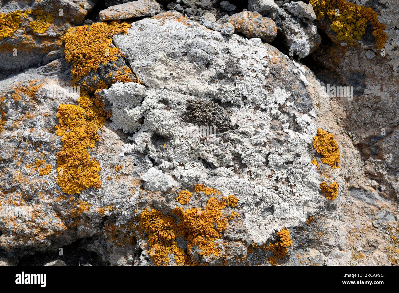 Lichens: Diploschistes diacapsis (white) and Xanthoria calcicola (orange) inter alia. This photo was taken in Cabo de Gata Natural Park, Almeria, Anda Stock Photo