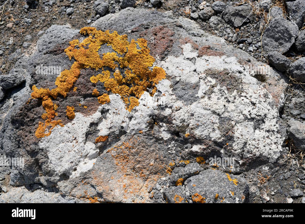 Lichens: Diploschistes diacapsis (white) and Xanthoria calcicola (orange) inter alia. This photo was taken in Cabo de Gata Natural Park, Almeria, Anda Stock Photo
