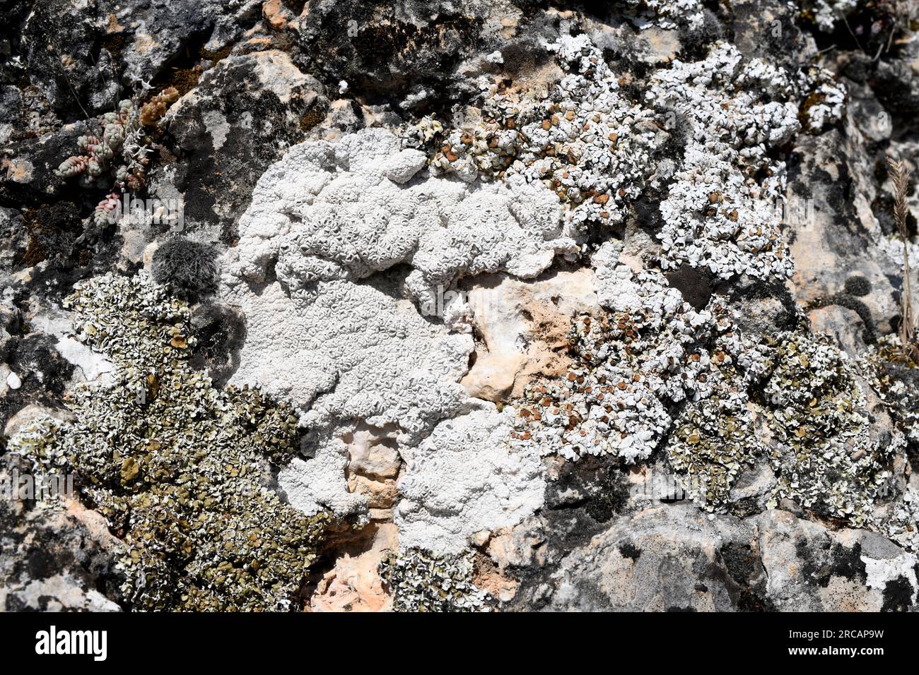 Diploschistes ocellatus (crustose lichen) and Squamarina cartilaginea (foliose). This photo was taken in Cuenca province, Castilla-La Mancha, Spain. Stock Photo