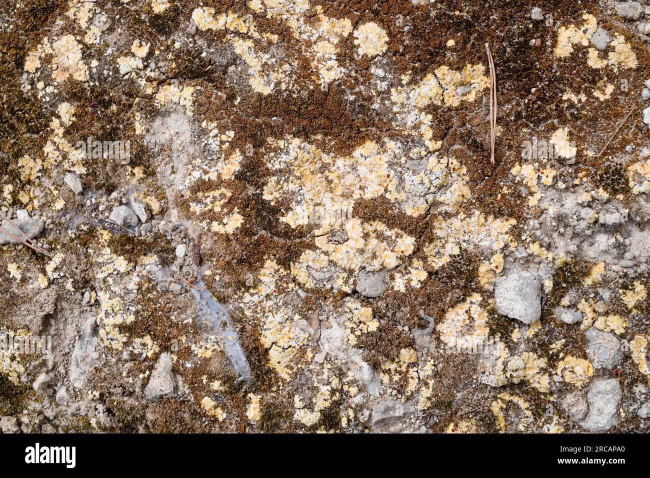 Fulgensia desertorum is a crustose lichen that grows on dry soils. This photo was taken in Tobarra, Albacete, Castilla-La Mancha, Spain. Stock Photo