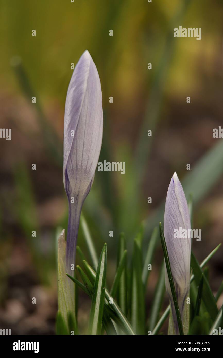 Spring crocus wallpaper hi-res stock photography and images - Alamy