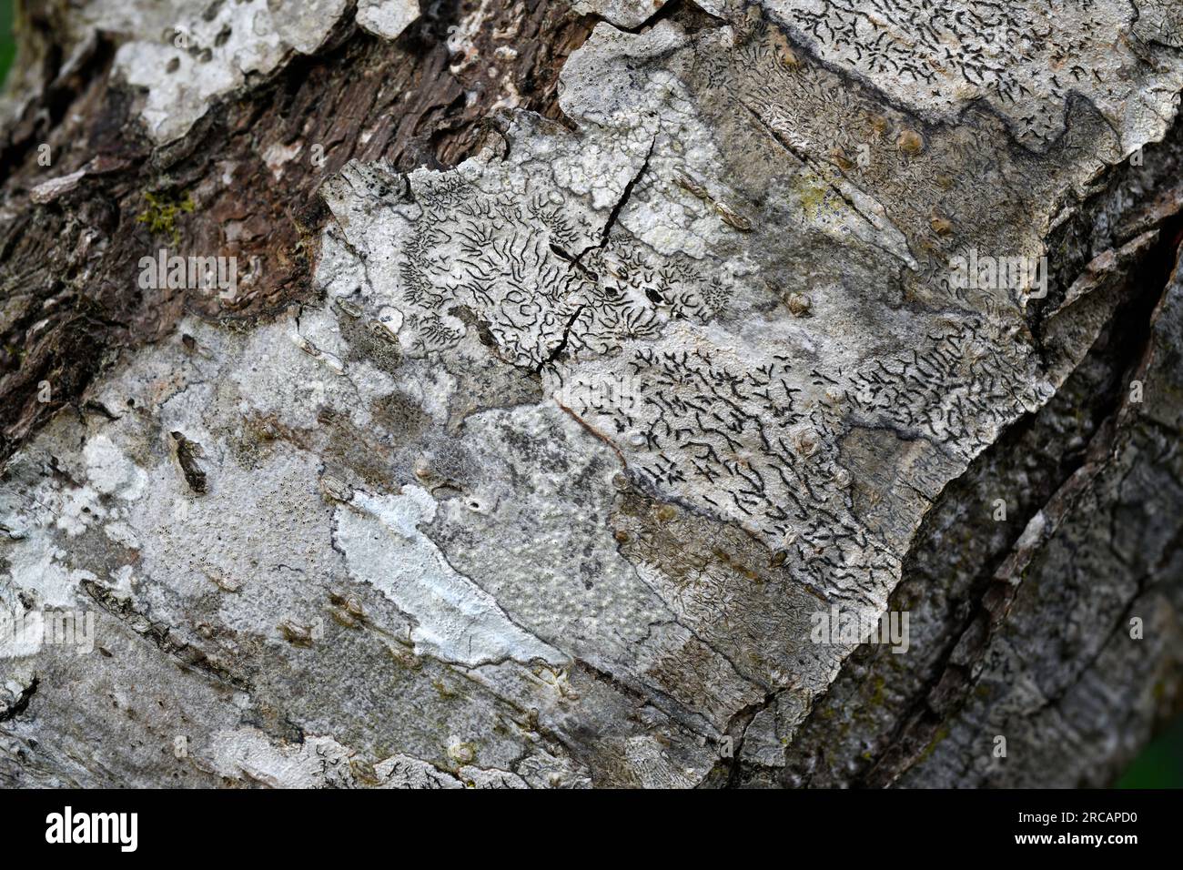 Graphis elegans is a crustose lichen that grow on tree barks. Under him grows another crustose lichen Pertusaria pertusa. This photo was taken in Etan Stock Photo