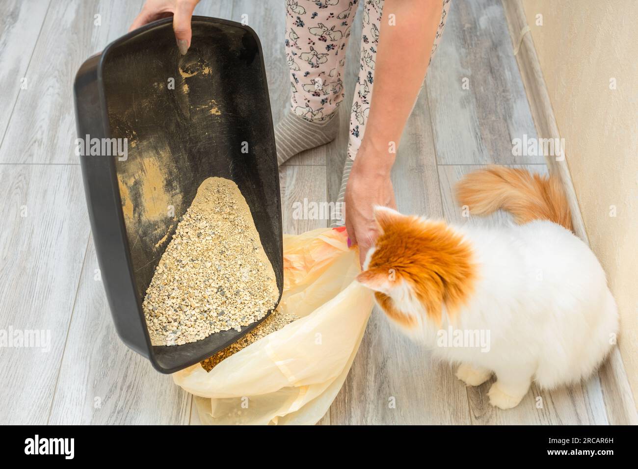 woman pouring used cat litter into trash bag. woman changing cat litter. cat  litter cleaning Stock Photo - Alamy