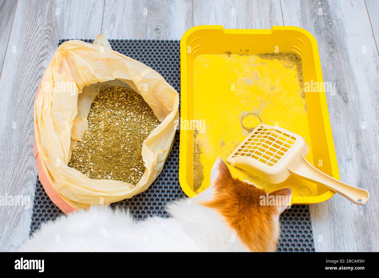 Replacing Dry Litter In A Cat Litter Box Cleaning Up Used Cat Litter Replacing Dry Litter In A Cat Litter Box Cleaning Up Used Cat Litter