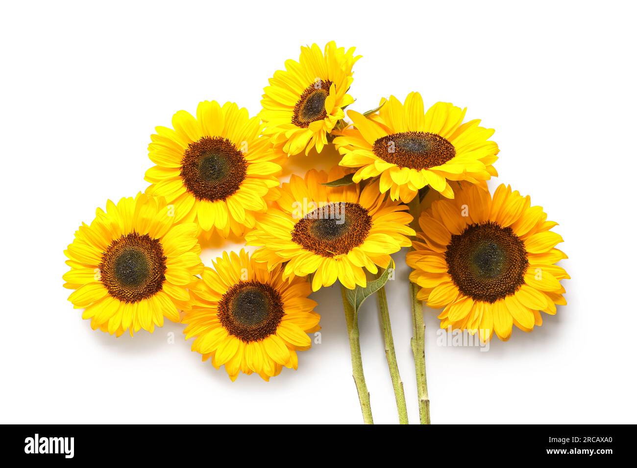 Beautiful sunflowers on white background Stock Photo - Alamy