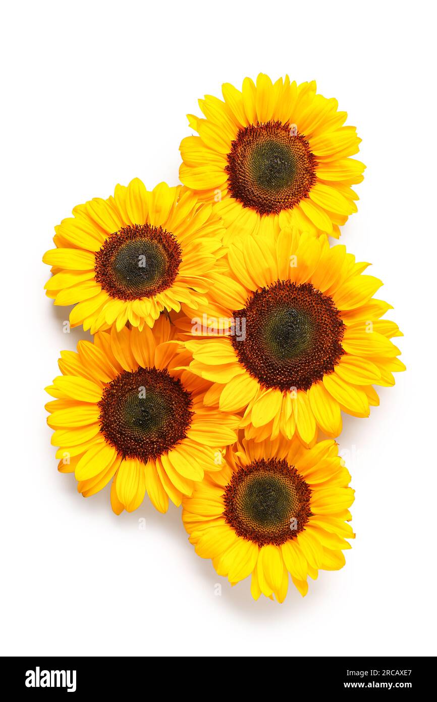 Beautiful sunflowers on white background Stock Photo - Alamy