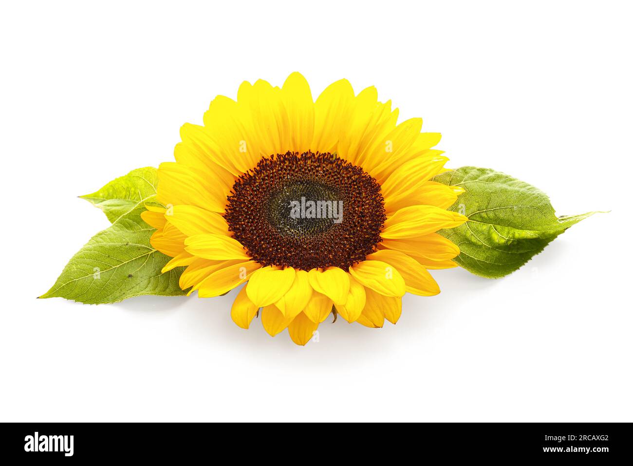 Beautiful sunflower on white background Stock Photo - Alamy
