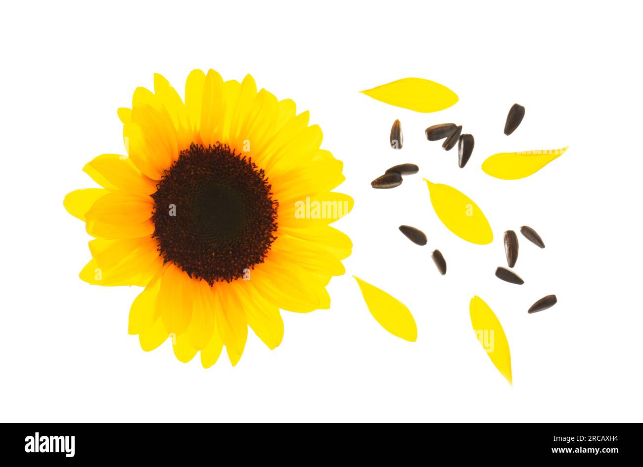 Flying sunflower, seeds and petals on white background Stock Photo Alamy