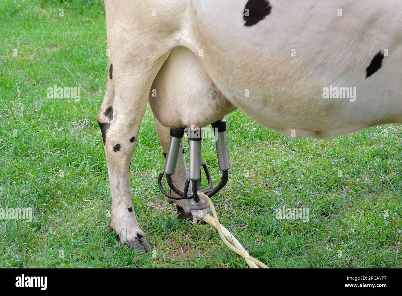 Milking cows in the open air. The udder of a cow close up Stock Photo