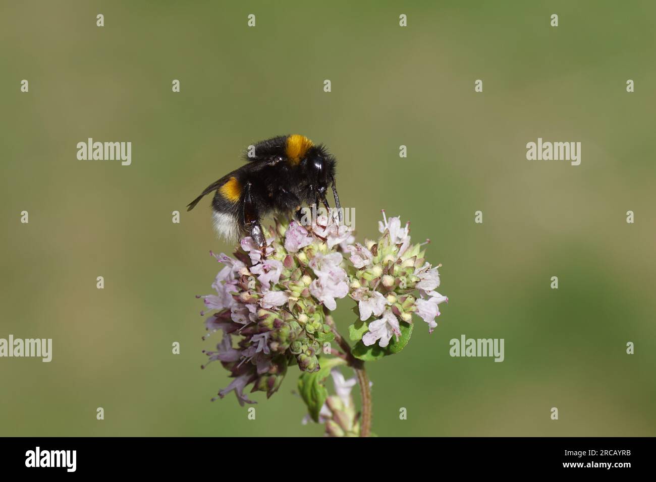 Bumblebee species in the Bombus terrestris-complex. On flowers of Origanum, family Lamiaceae. Dutch garden, Summer, July Stock Photo