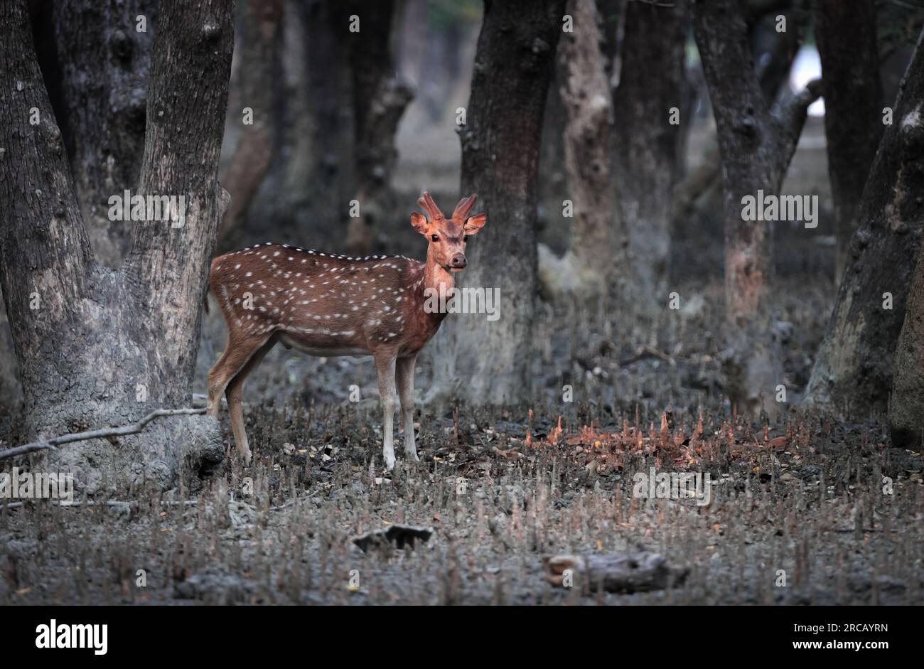 Spotted Deer or Chital deer is the most common native deer species in ...