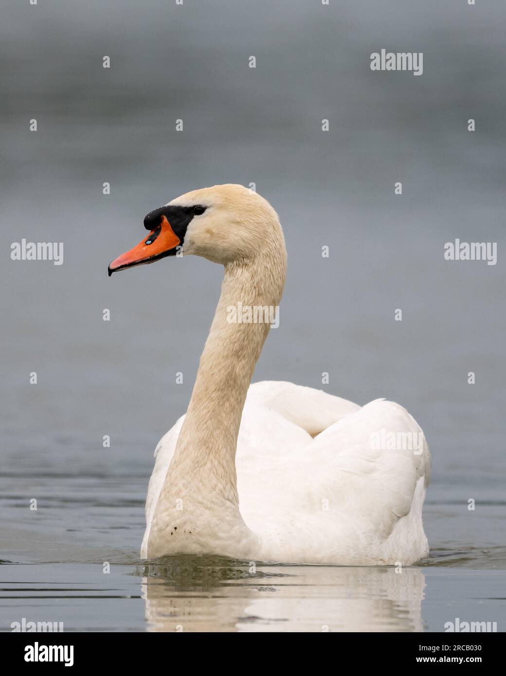 Mute Swan on lake in Croatia Stock Photo