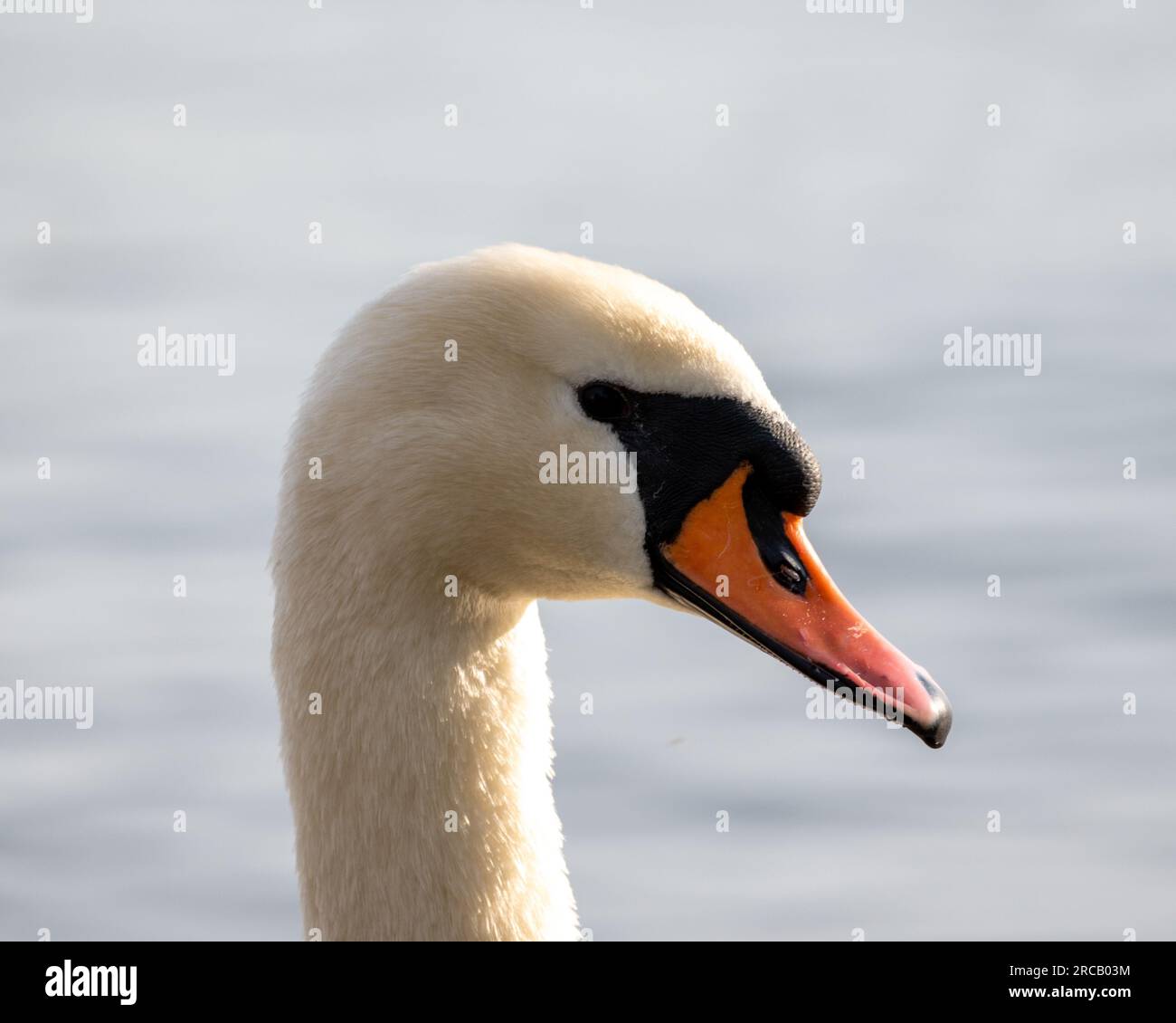 Mute Swan on lake in Croatia Stock Photo