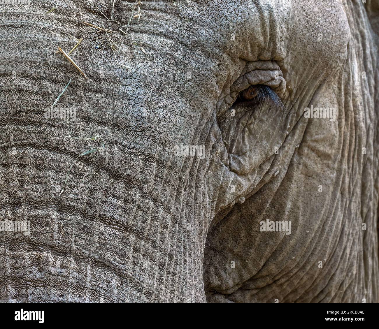 Elephant eye Stock Photo