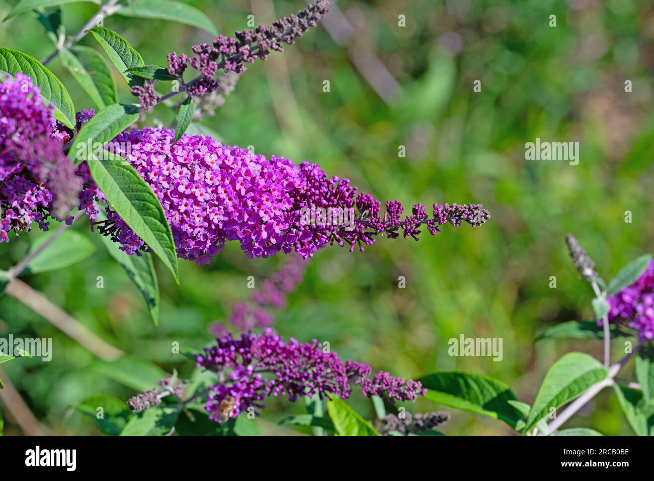 Blooming summer lilac, Buddleja, closeup Stock Photo