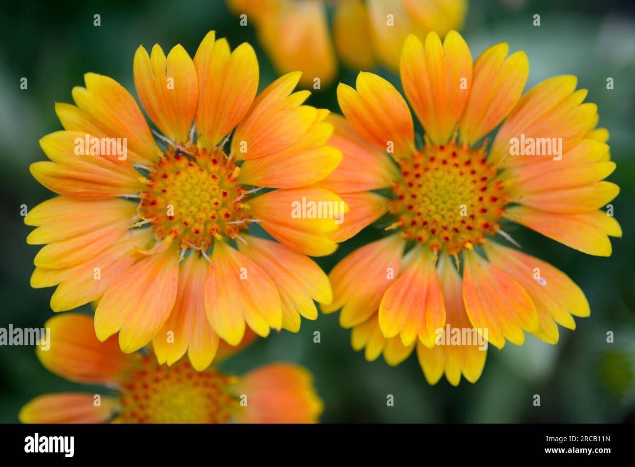 Arizona Apricot Blanket Flower (Gaillardia aristata Stock Photo Alamy
