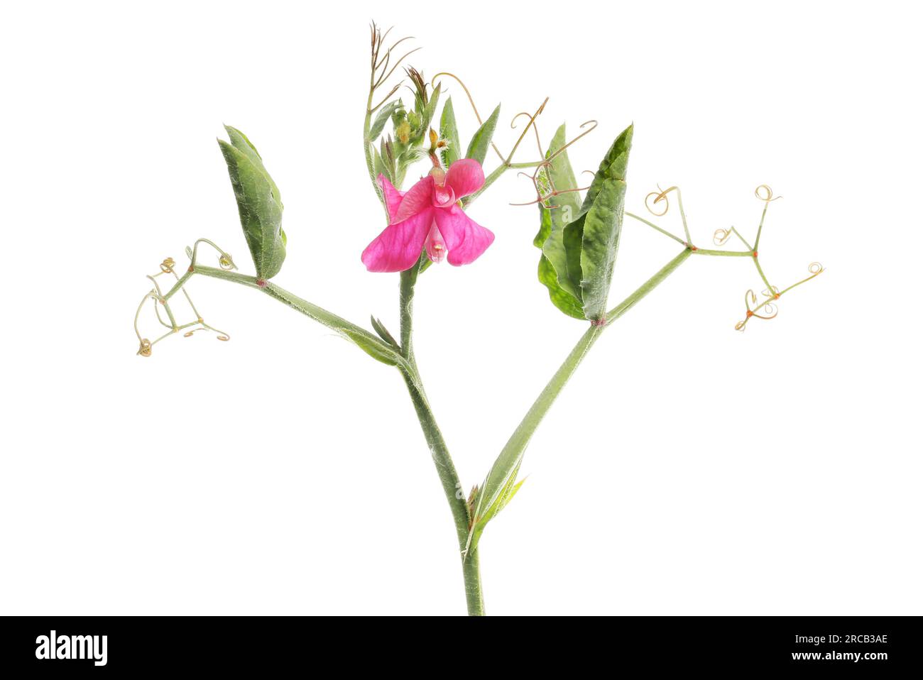 Sweet pea plant with a single red flower isolated against white Stock Photo