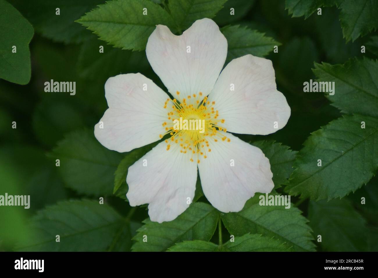 Large wild rose bush hi-res stock photography and images - Alamy