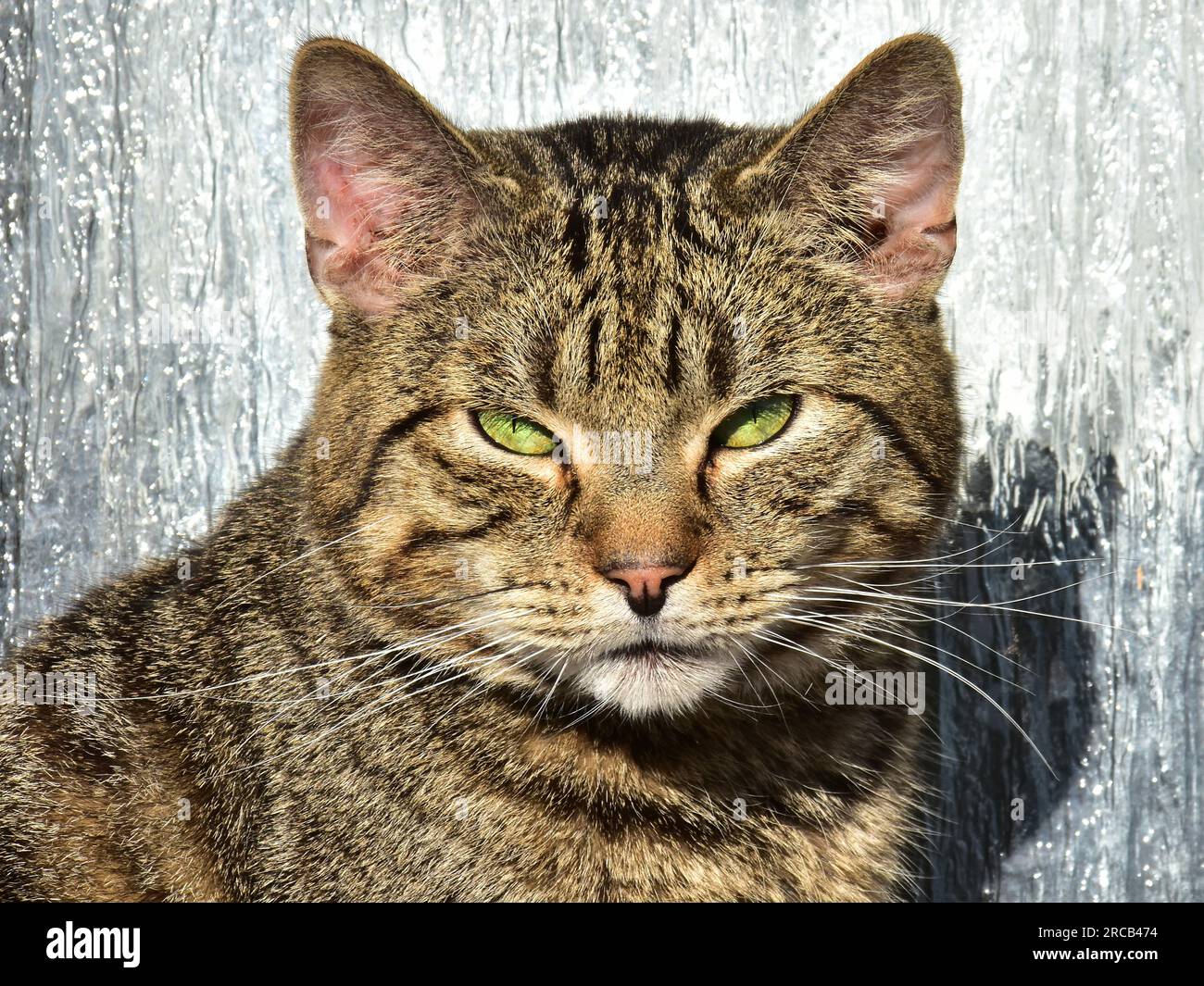 Cat Stock Photo