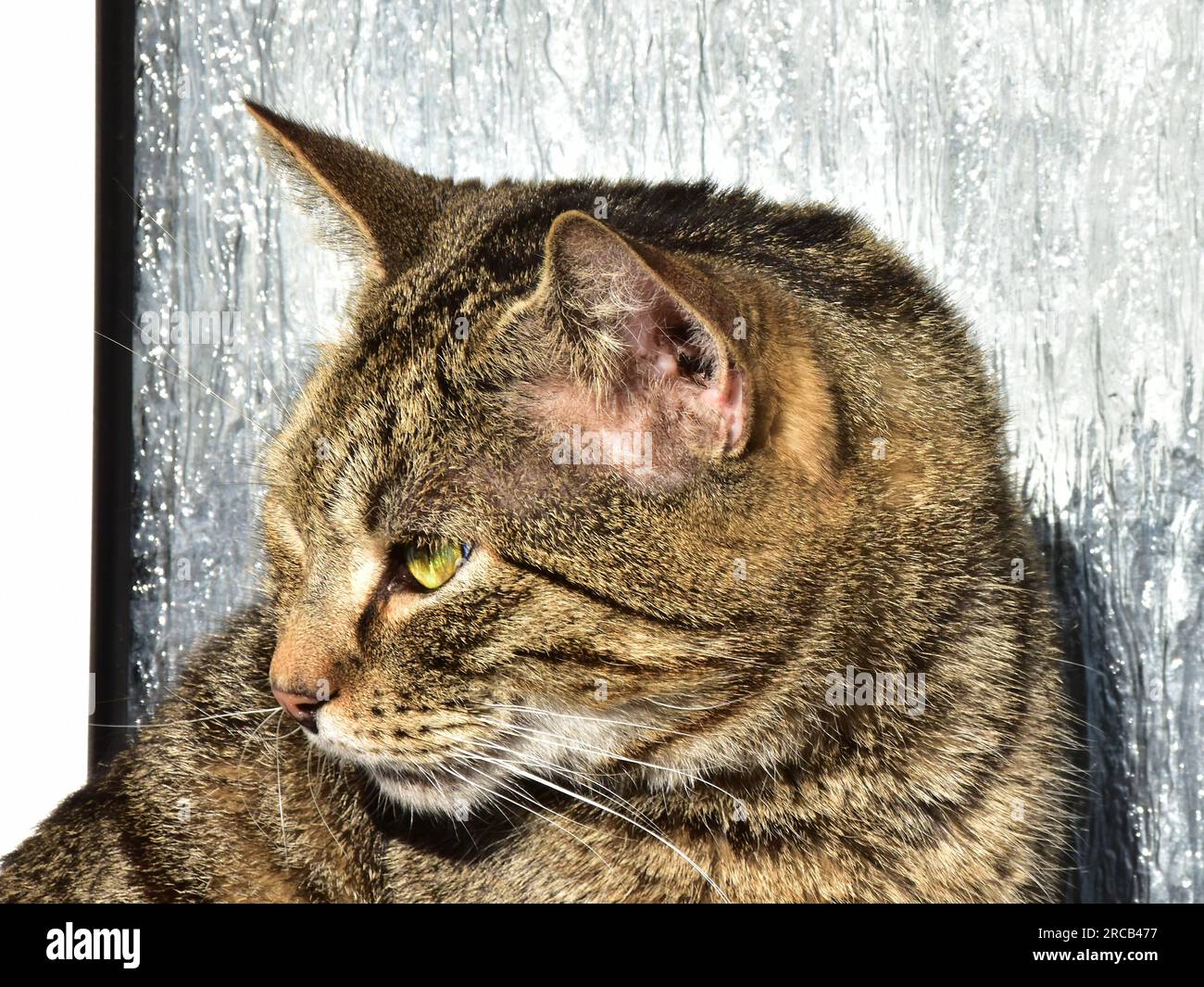 Cat Stock Photo
