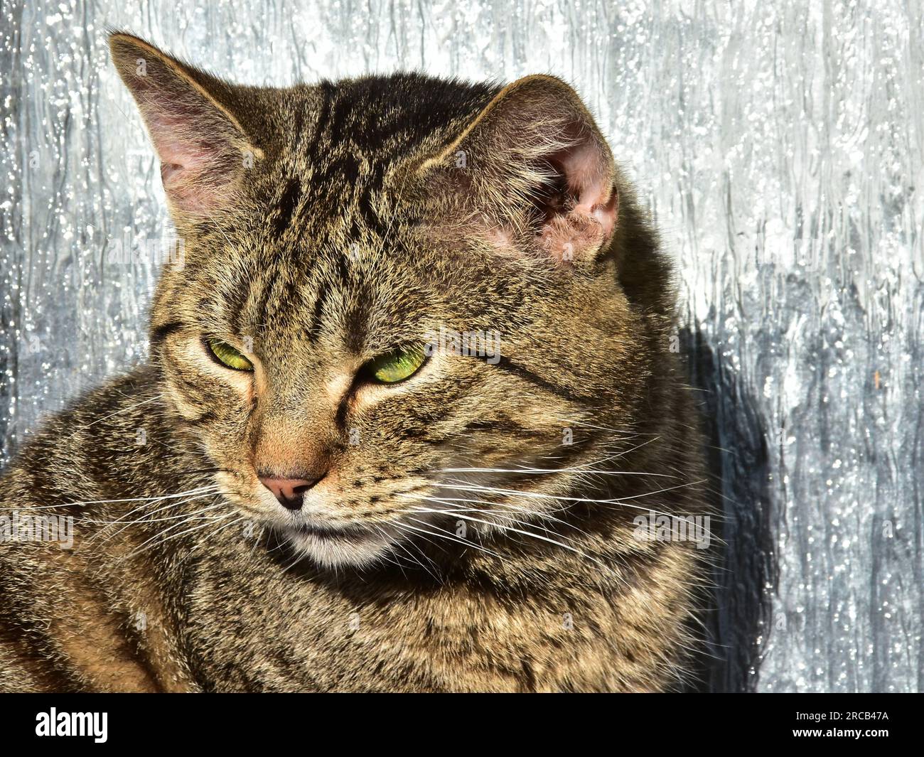 Cat Stock Photo