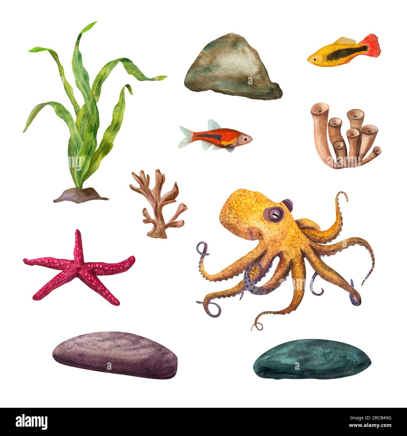 Set of sea dwellers. Marine green algae, octopus, sea star, corals, fish, underwater rocks. Composition isolated on white background. Watercolor Stock Photo