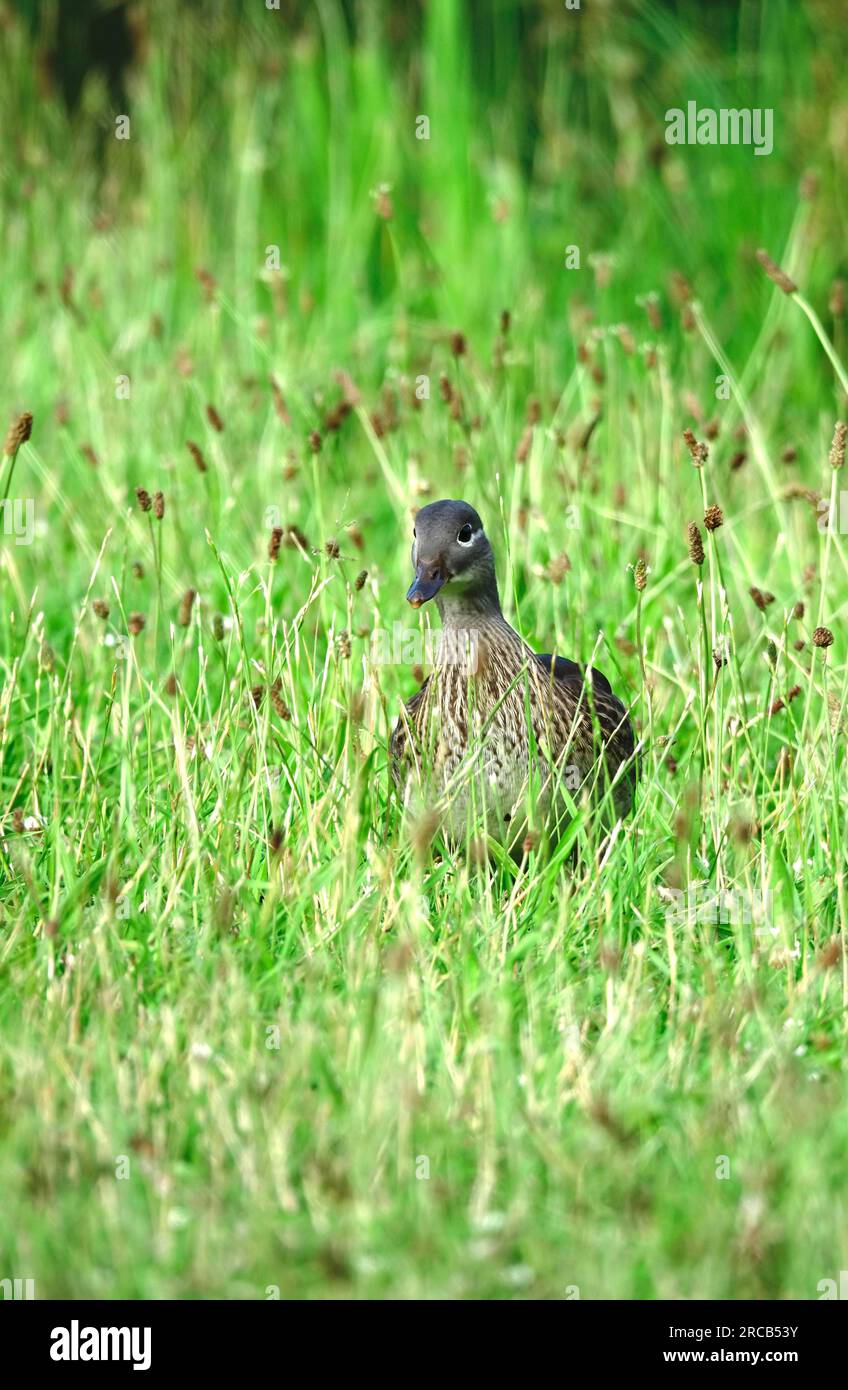 Young mandarin duck, Germany Stock Photo