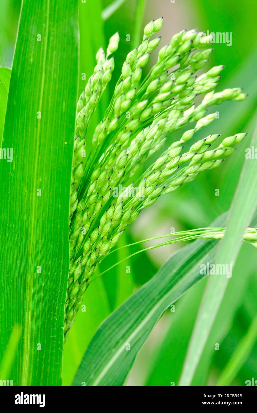 German millet hires stock photography and images Alamy