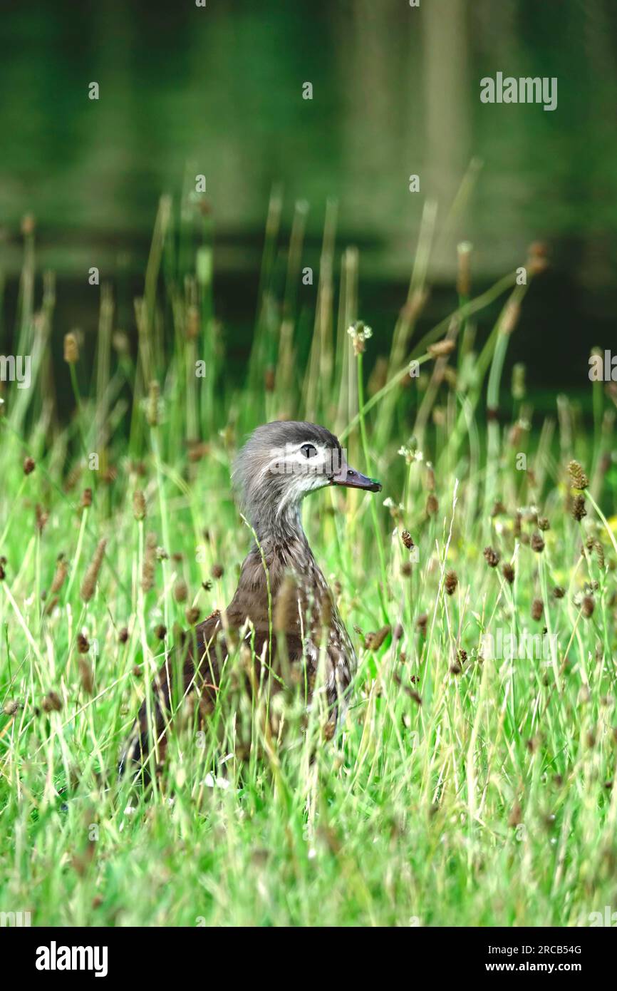 Young mandarin duck, Germany Stock Photo