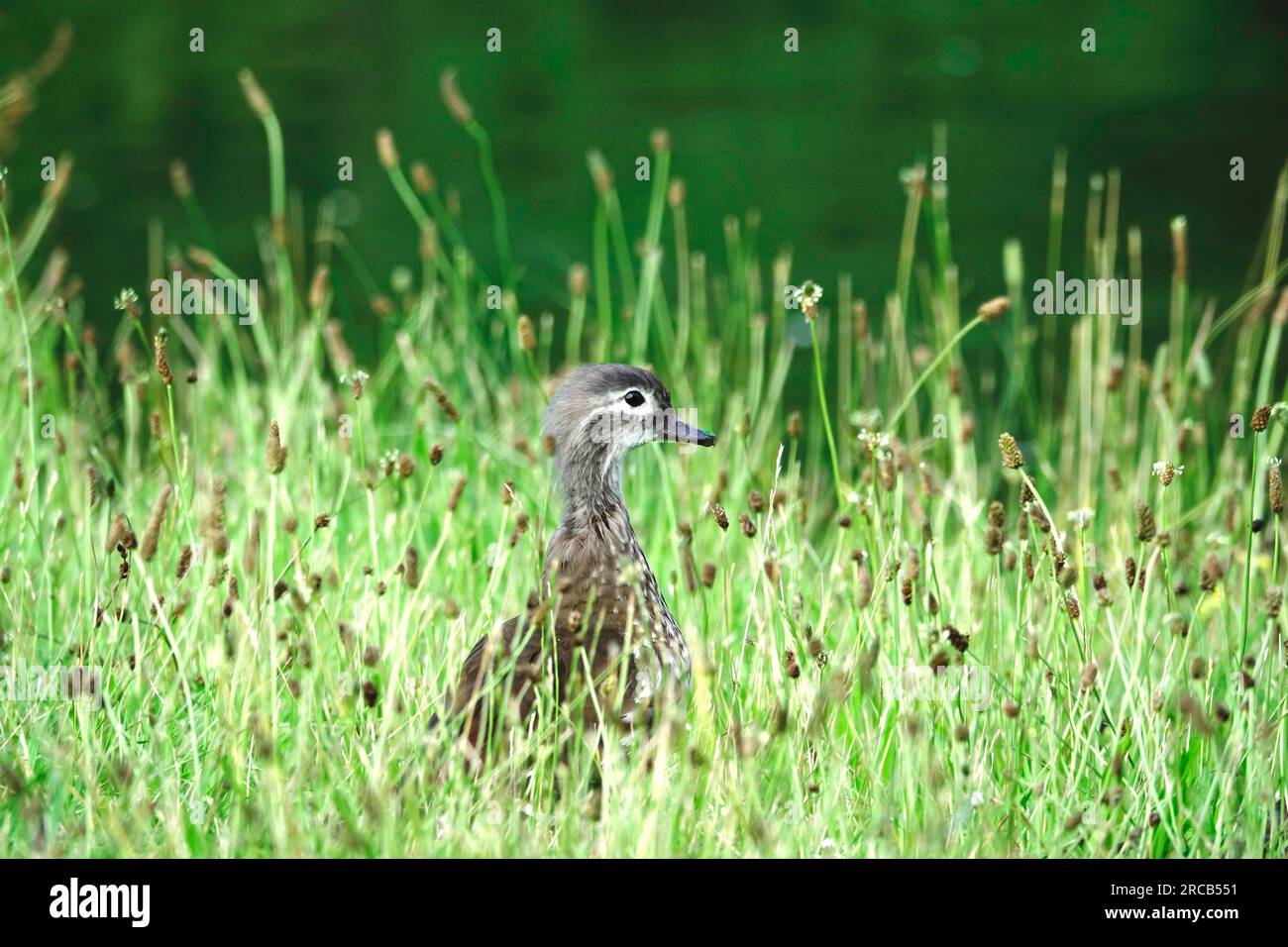 Young mandarin duck, Germany Stock Photo
