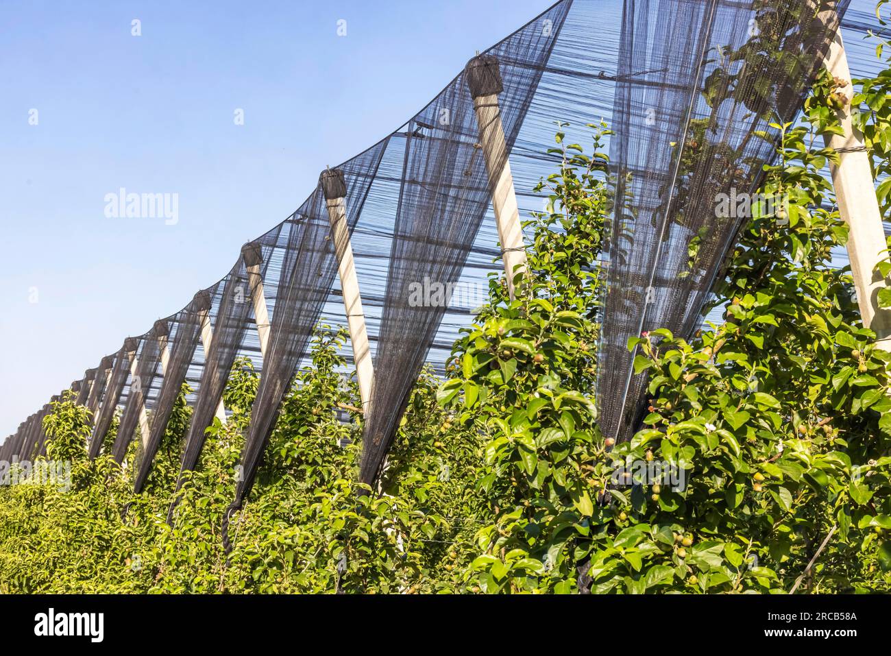 The Heilbronner Land is an important growing area for apple and other fruit varieties, protective net against hail, Neckarwestheim Stock Photo