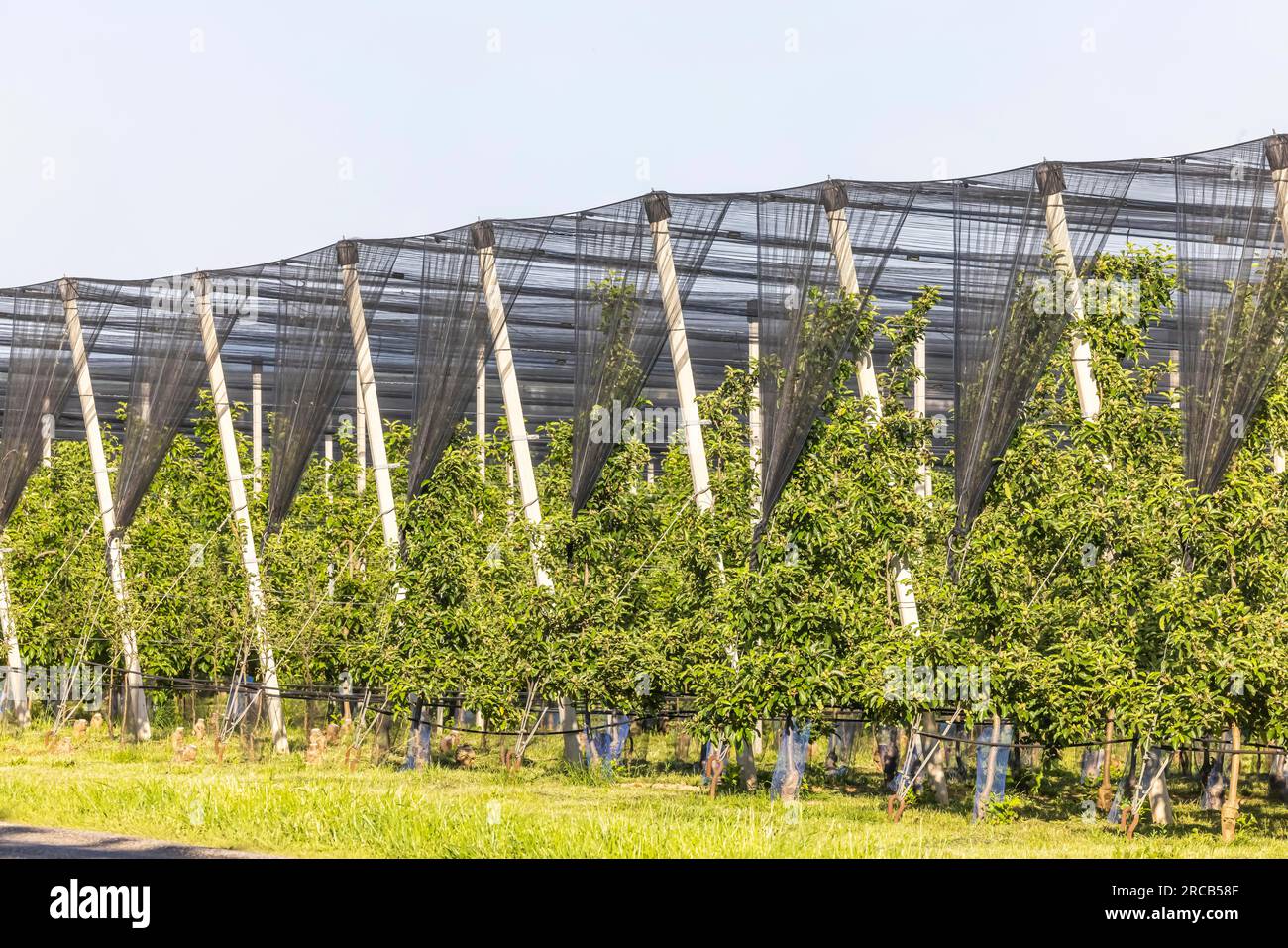 The Heilbronner Land is an important growing area for apple and other fruit varieties, protective net against hail, Neckarwestheim Stock Photo