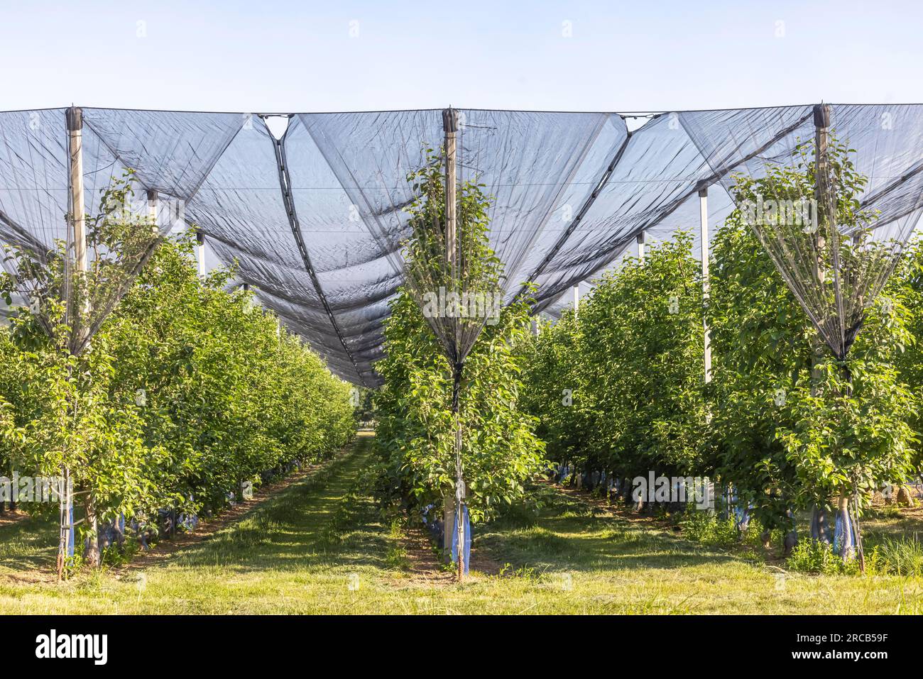 The Heilbronner Land is an important growing area for apple and other fruit varieties, protective net against hail, Neckarwestheim Stock Photo