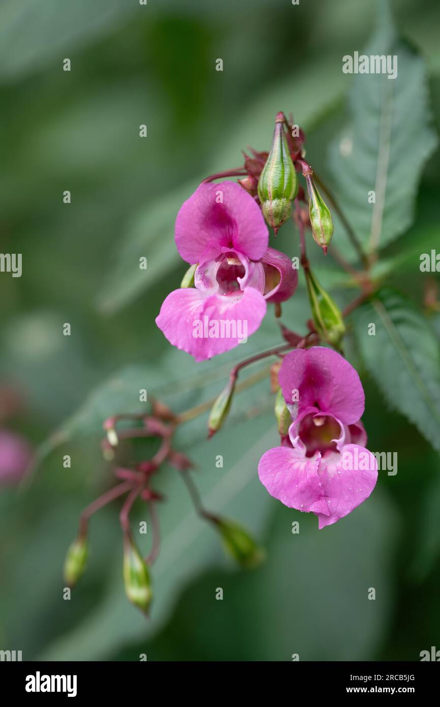 Himalayan balsam (Impatiens glandulifera), in full bloom next to seed capsule in the light of the sun, Lake Duemmer, Lower Saxony, Germany Stock Photo