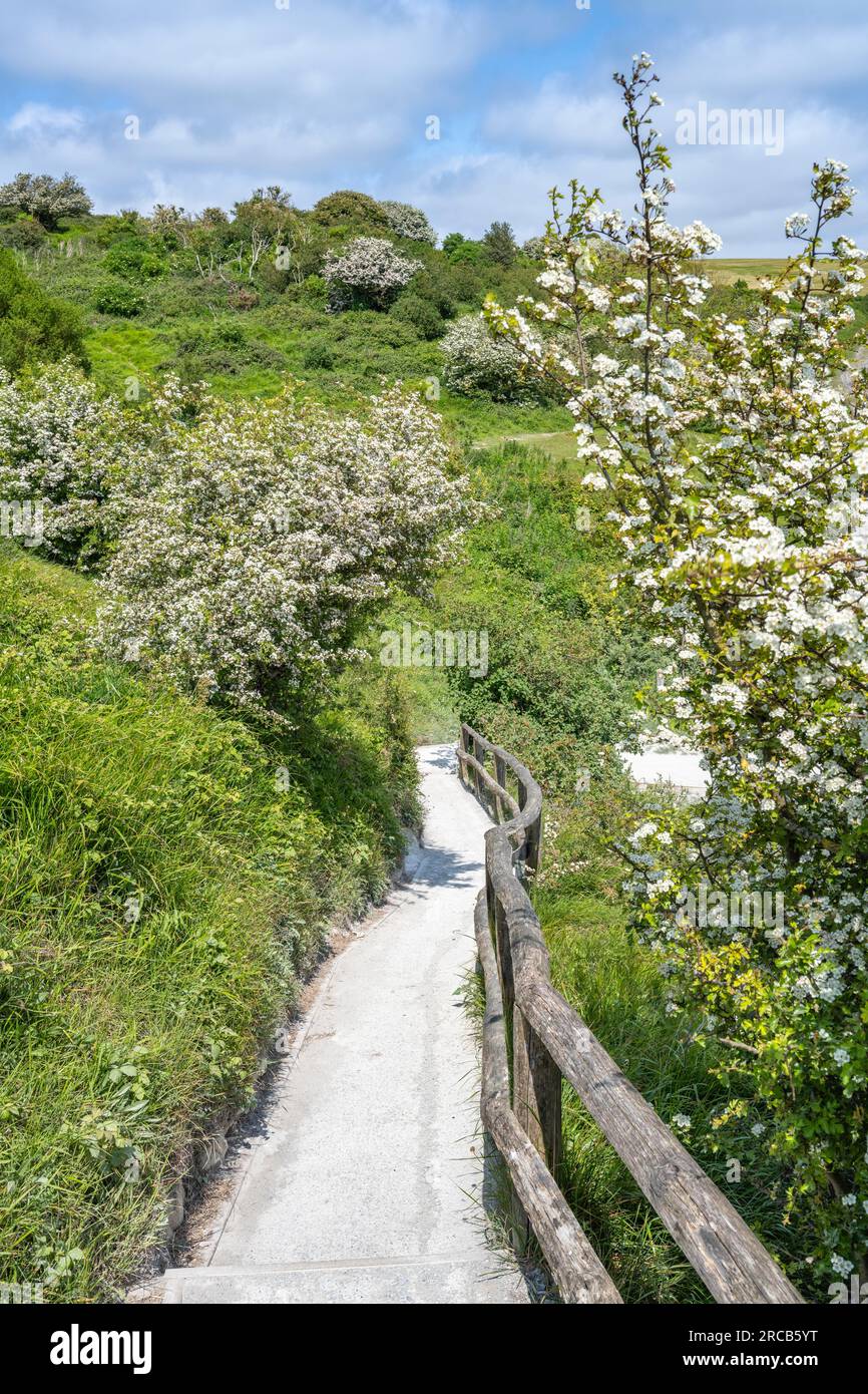 Footpath along the chalk cliffs of Dover, Kent, English Channel ...