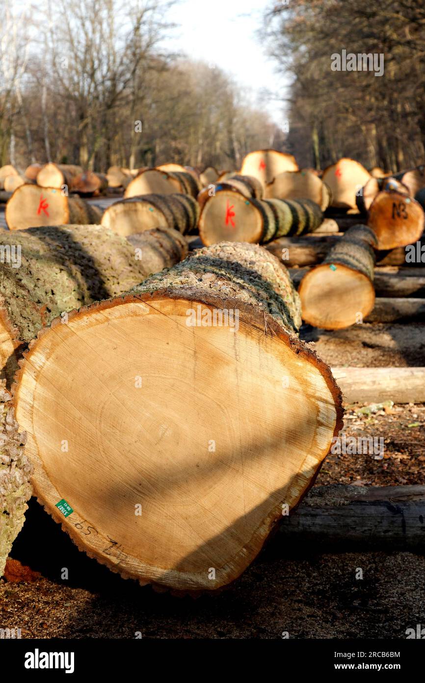 Valuable wood store Stock Photo Alamy