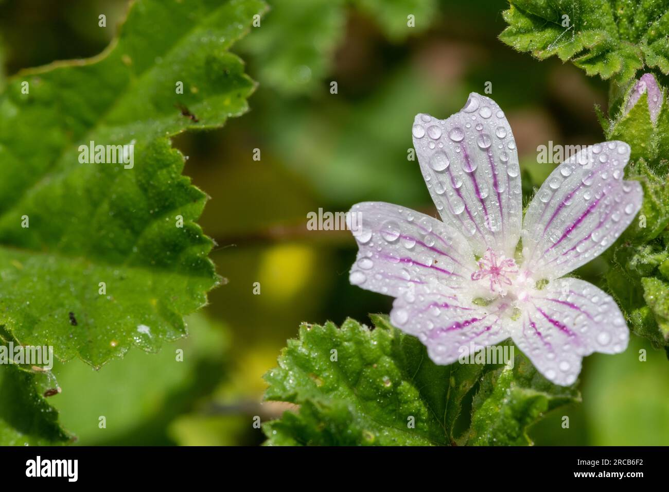 Close up of a common mallow (malva neglecta) flower covered in dew droplets Stock Photo