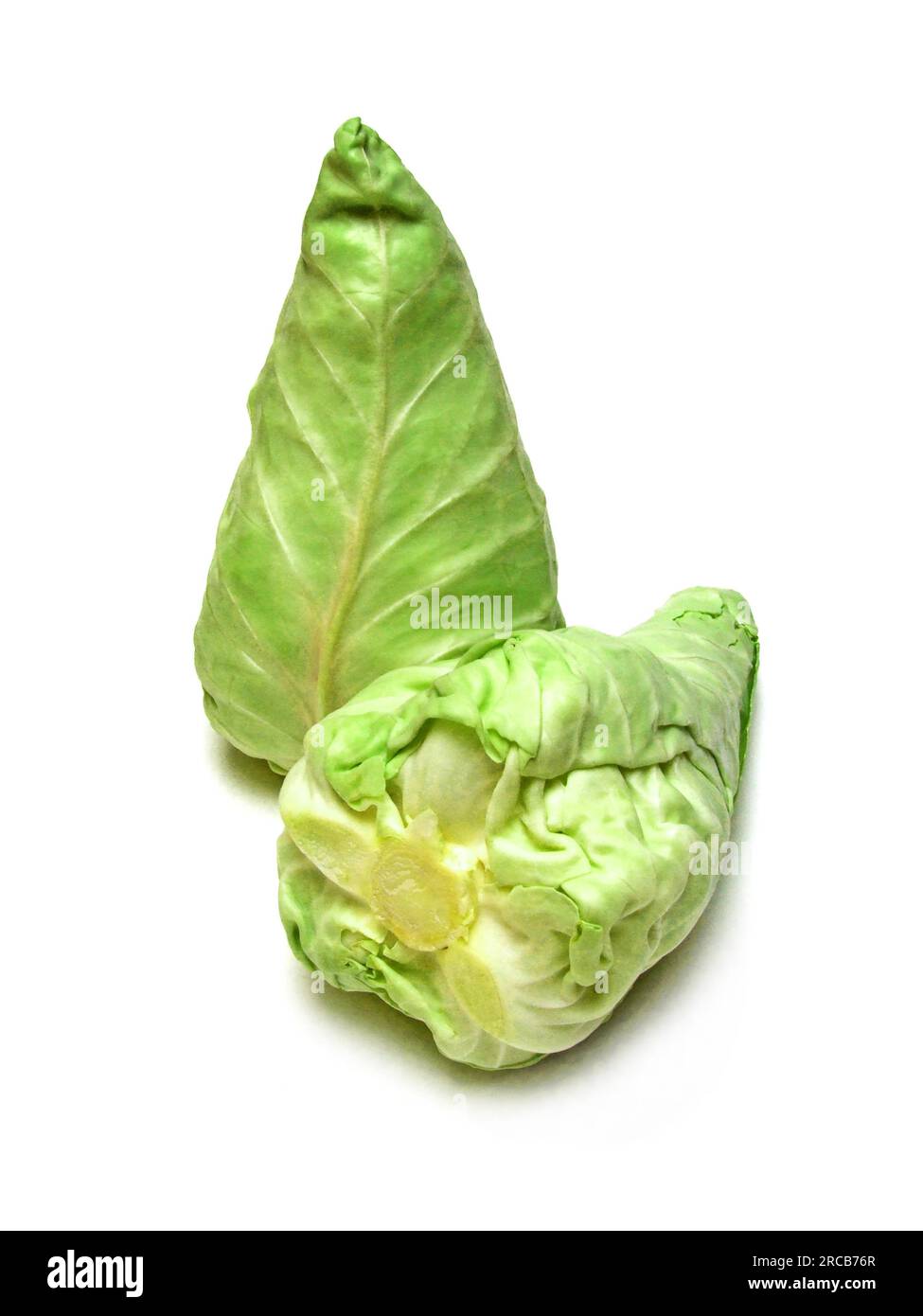 Pointed cabbage (Brassica oleracea) Stock Photo