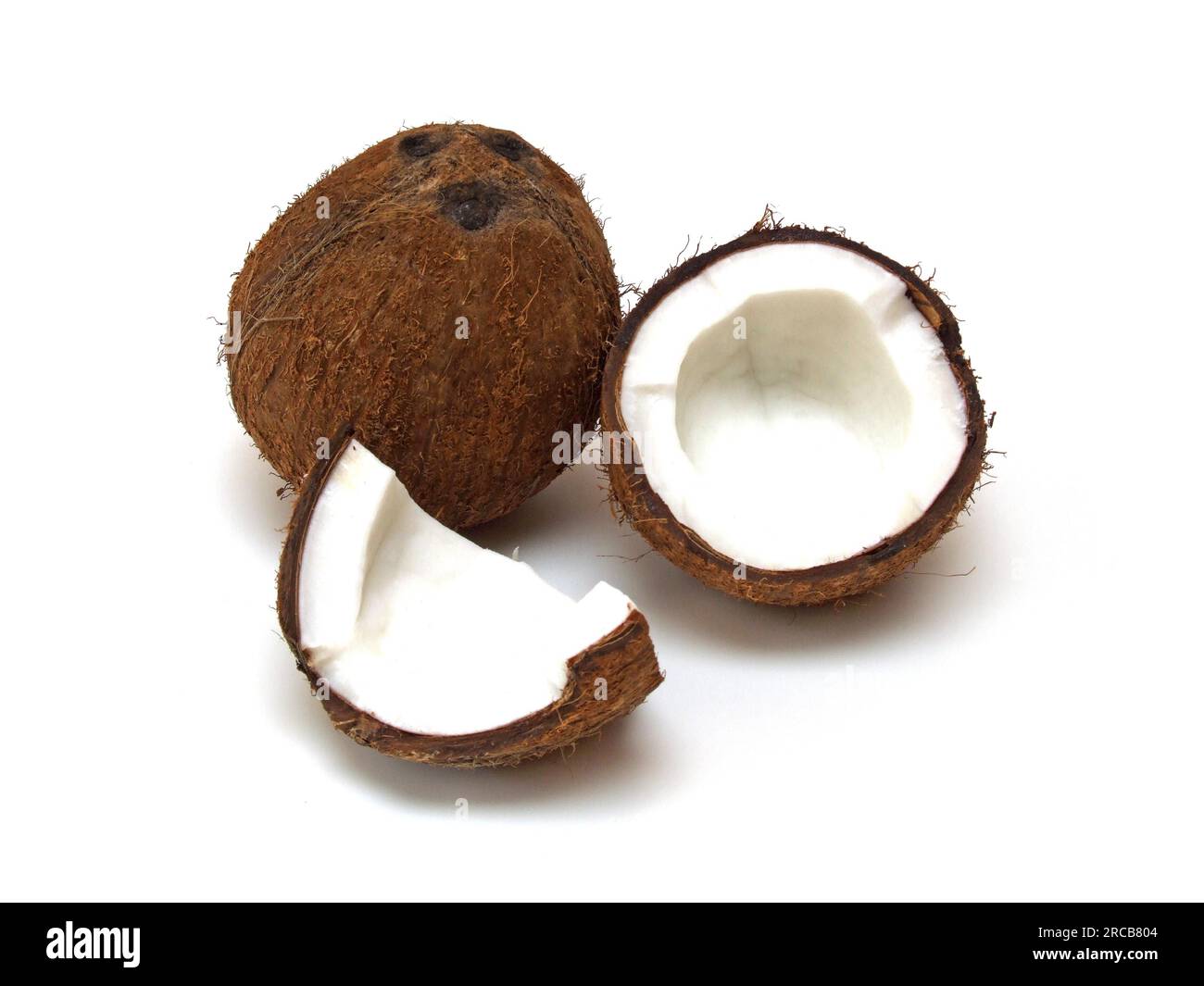 One coconut Stock Photo