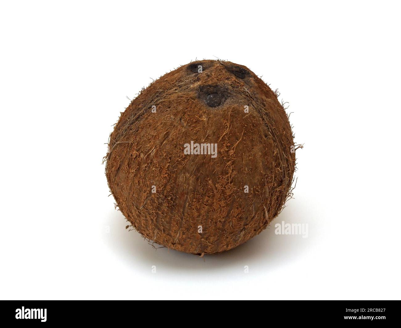 One coconut Stock Photo