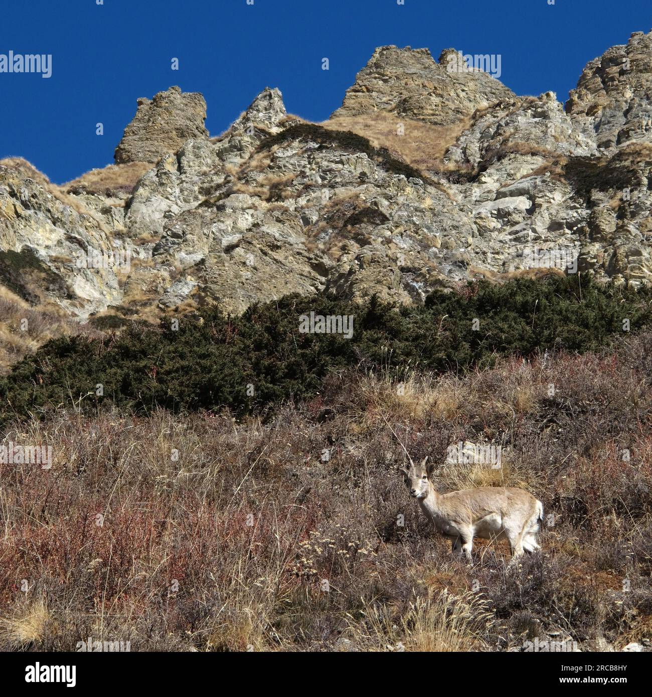 Himalayan Blue Sheep, wild animal photographed in Nepal Stock Photo