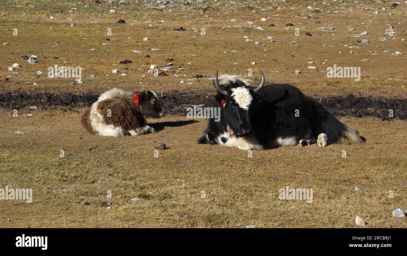 Yak mother with calf Stock Photo